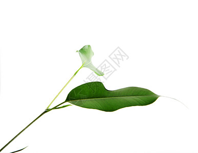白色背景上孤立的绿树叶绿色科学健康美丽花园生物学花朵研究植物生态背景图片