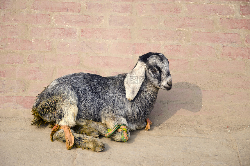 印度的山羊躺在街上路面上休息图片