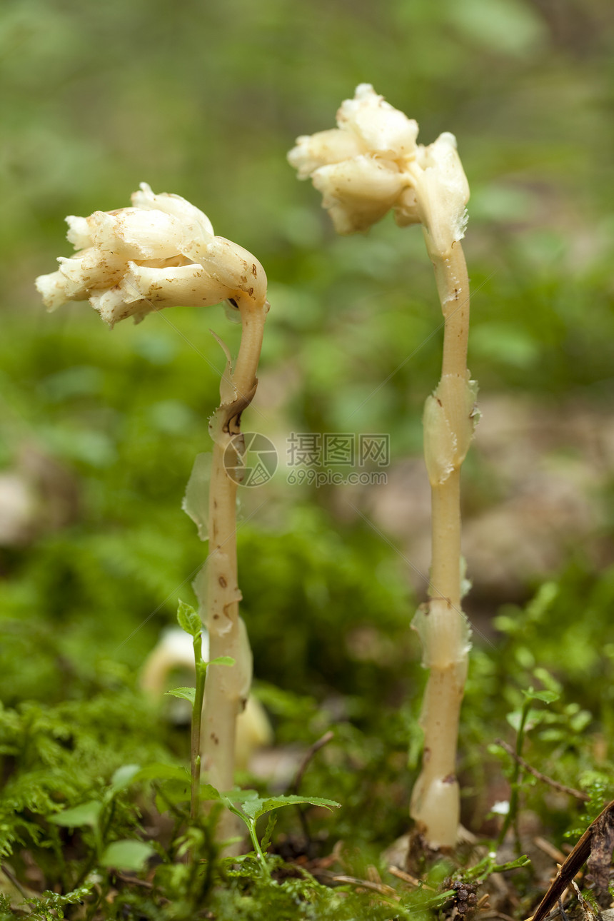 麻松叶子植物背景植物群宏观性质松树黄色森林图片