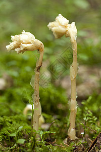 麻汁千叶豆腐麻松叶子植物背景植物群宏观性质松树黄色森林背景