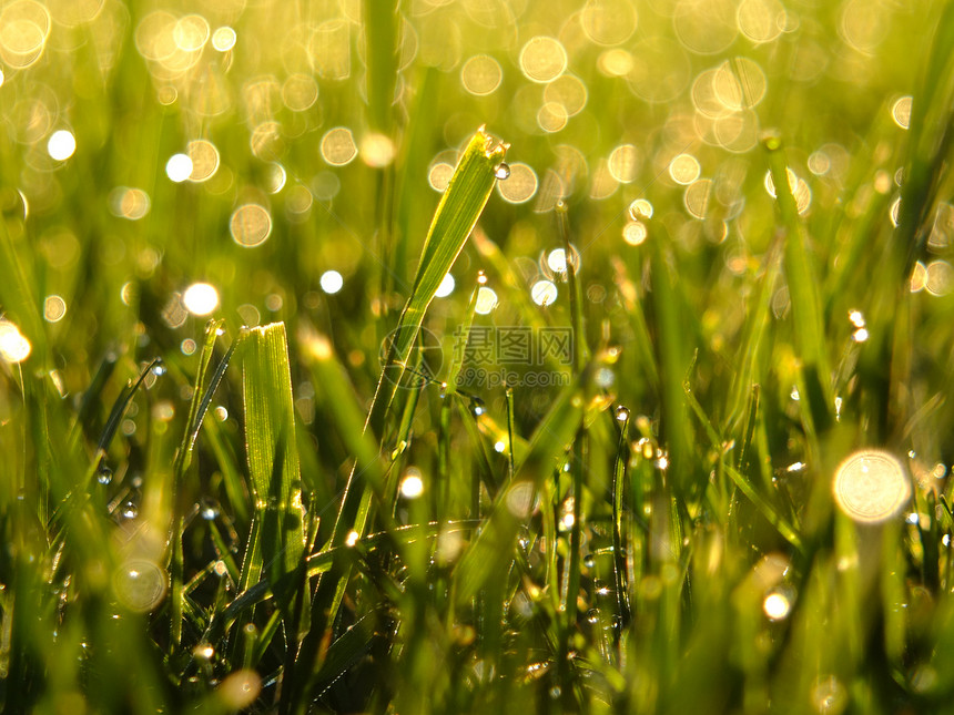 青绿新绿草农业草地生长草原生态雨滴叶子日光场地活力图片