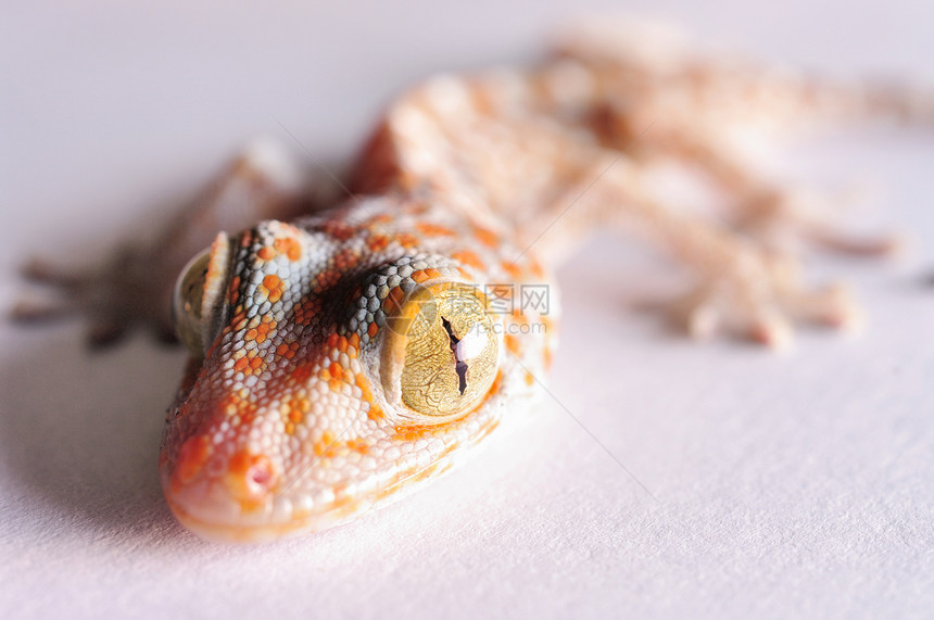 Gecko头被孤立柔光宠物蜥蜴动物生活壁虎眼睛爬行动物情调臭虫图片