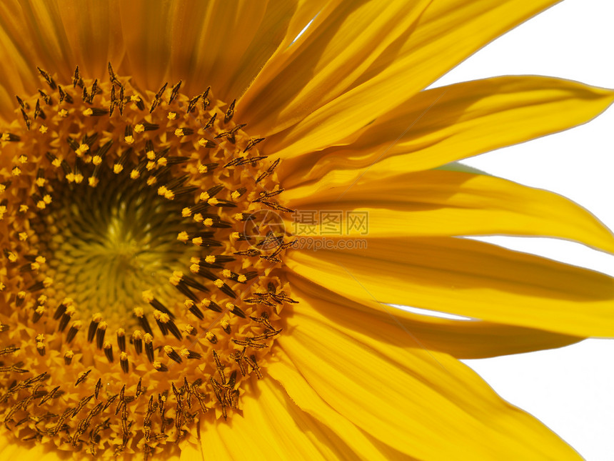 无标题螺旋磁盘植物群天空园艺晴天中心花瓣太阳种子图片