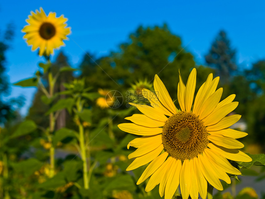 无标题晴天太阳花瓣植物群蓝色园艺磁盘螺旋天空宏观图片