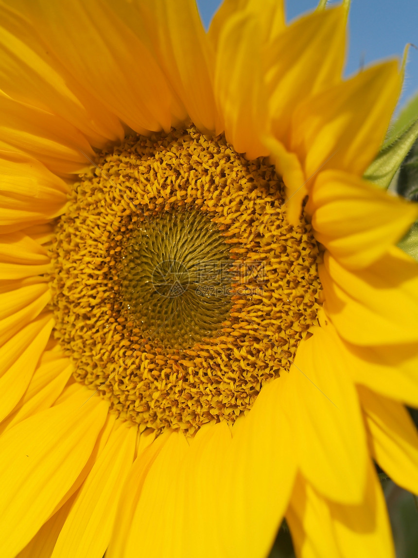 无标题花瓣磁盘种子园艺植物群太阳天空向日葵宏观生活图片