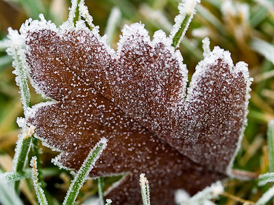 无标题冻结磨砂叶子宏观结晶季节刀片草地植物地面高清图片