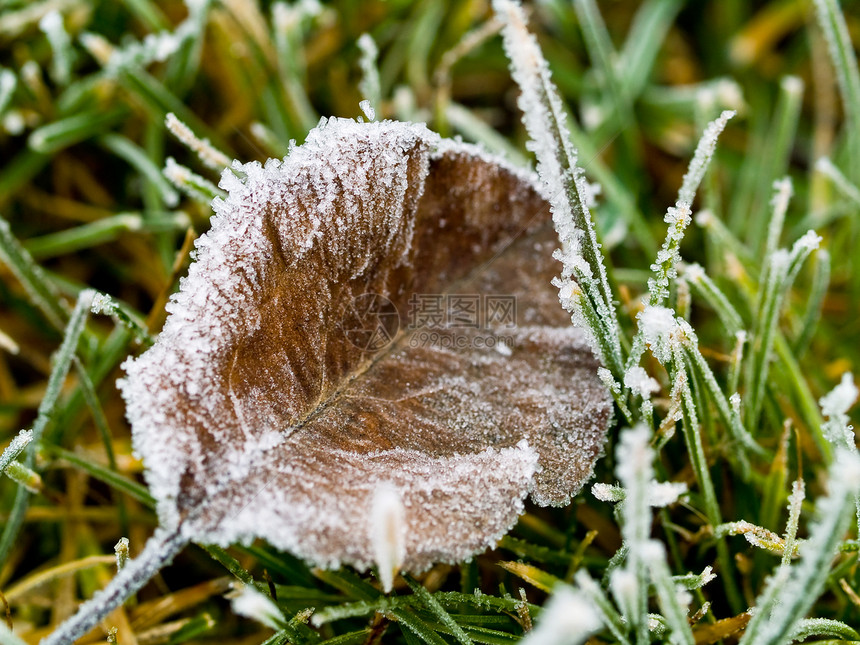 无标题刀片宏观结晶天气冻结叶子植物群地面树叶草地图片