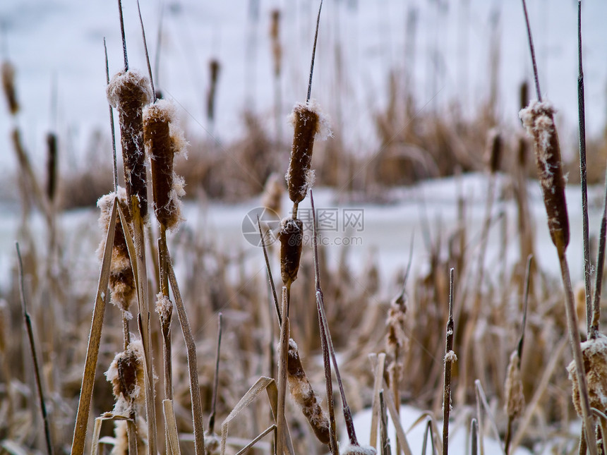 无标题季节树木沼泽杂草湿地香蒲天气沼泽地降雪寒冷图片