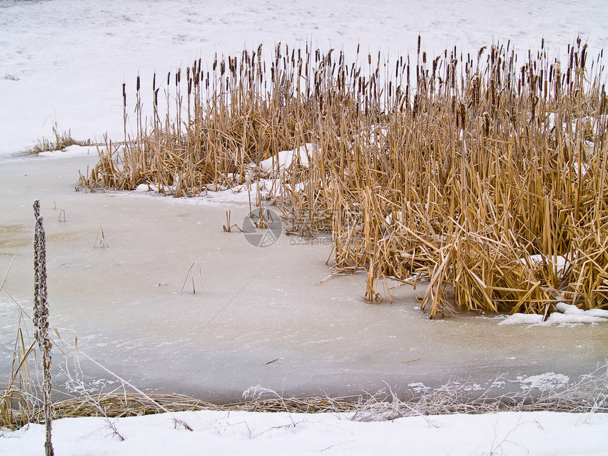 无标题天气季节森林沼泽地寒冷降雪香蒲树木土地草地图片