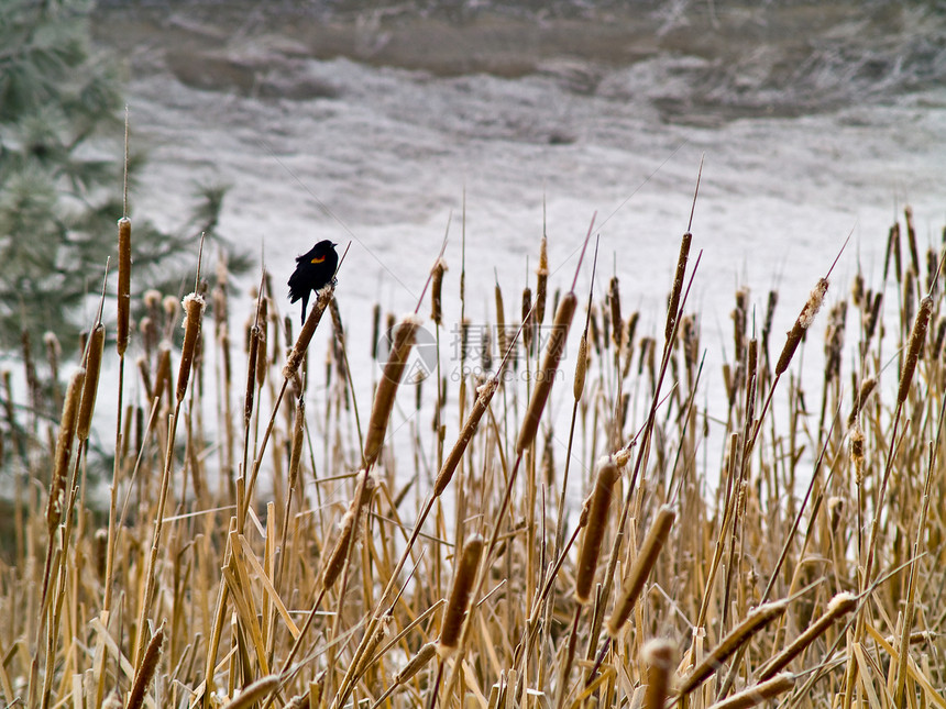 无标题黑鸟沼泽场地沼泽地降雪土地天气草地湿地红翅图片