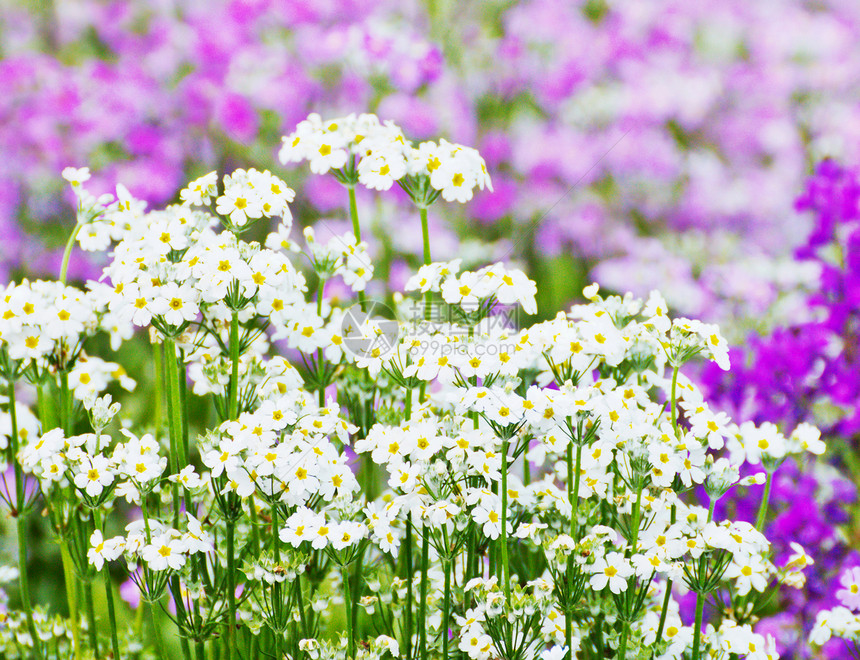 法国熏衣草花朵花园紫色植物公园植物群薰衣草图片