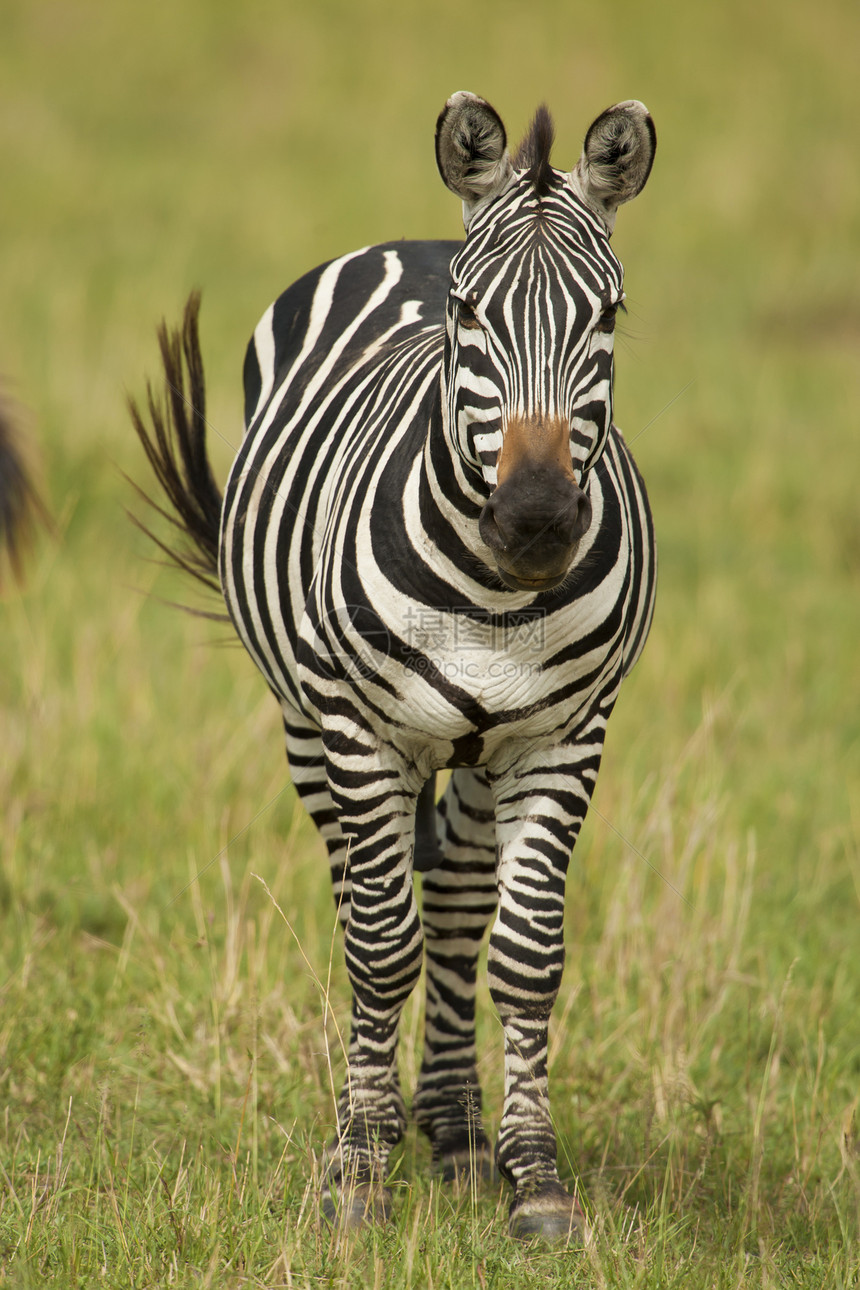 泽布拉站在萨凡纳水平大草原哺乳动物野生动物条纹黑与白图片
