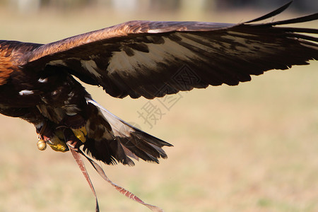 金鹰捕食者利爪爪子动物野生动物猎人航班羽毛食肉飞行背景