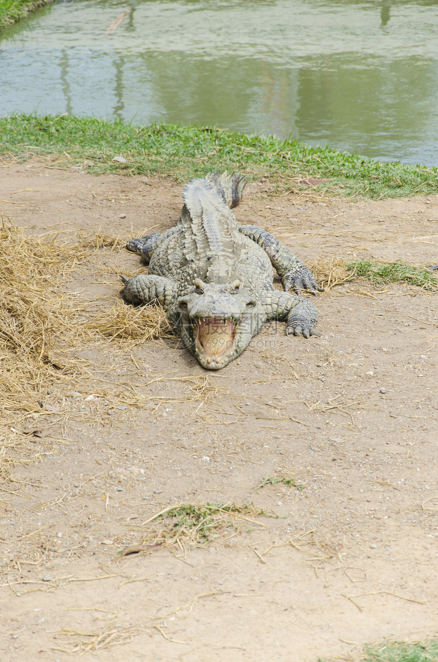 泰国鳄鱼 张嘴说眼睛捕食者盘子皮肤食肉皮嘴爬行动物动物园荒野野生动物图片