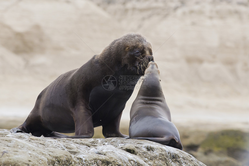 南美海狮的一对男性耳科女性野生动物团体海洋荒野棕色形目夫妻图片