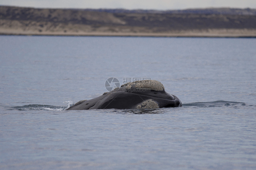 南方右鲸鲸目野生动物哺乳动物动物鲸鱼海洋图片