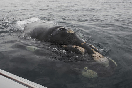 南方右鲸海洋动物鲸目哺乳动物鲸鱼野生动物高清图片