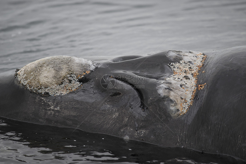 南方右鲸鲸目鲸鱼海洋动物哺乳动物野生动物图片