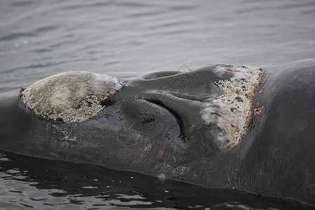南方右鲸鲸目鲸鱼海洋动物哺乳动物野生动物高清图片