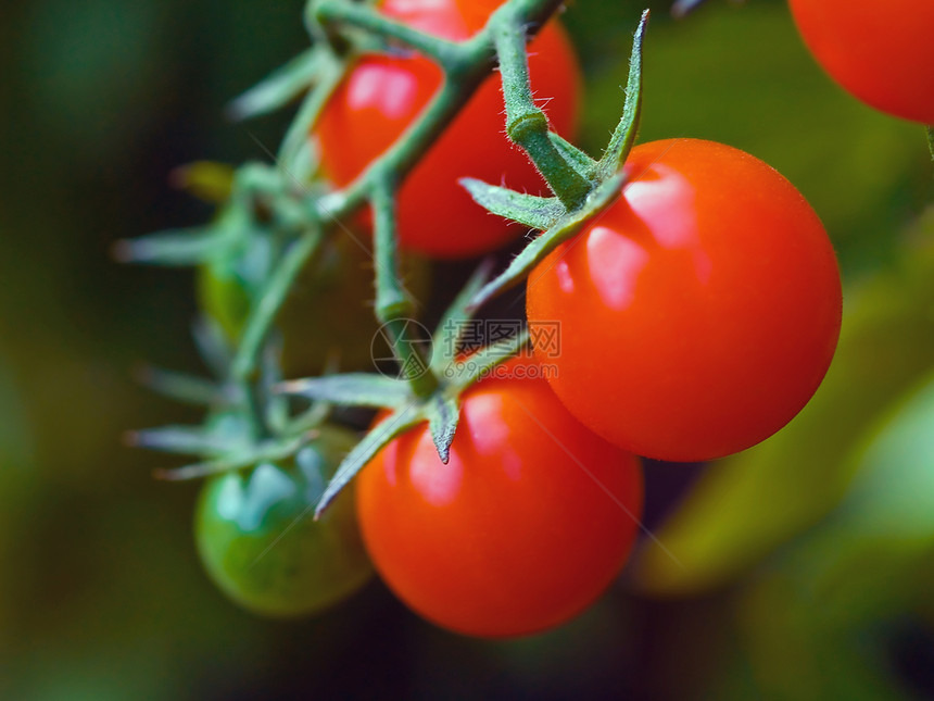 松树上的番茄食物植物味道生产生长沙拉杂货店维生素杂货商烹饪图片