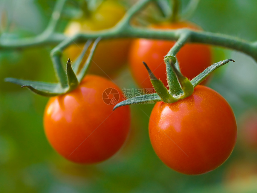 松树上的番茄植物生长维生素沙拉藤蔓叶子烹饪蔬菜温室花园图片