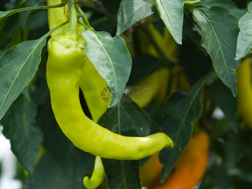 工厂上的绿辣椒植物树叶太阳营养美食花园农业胡椒叶子香料图片