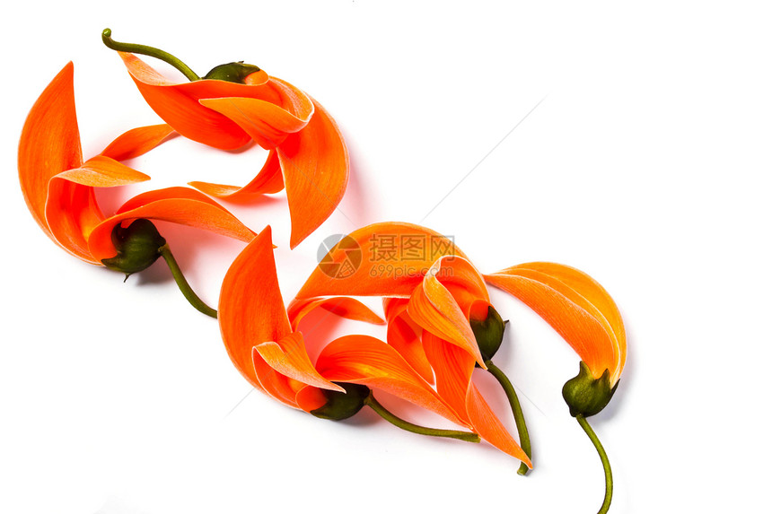 白色背景的 Dhak 花朵龙骨飞溅森林节日单子花瓣丛林羽状橙子叶子图片