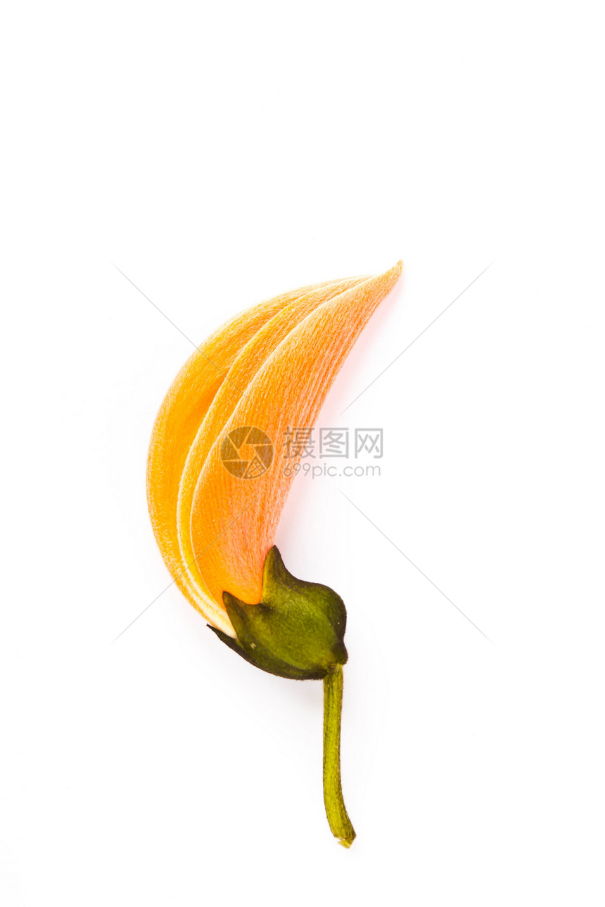 白色背景的 Dhak 花朵森林羽状飞溅叶状体丛林花瓣单子环境鹦鹉传单图片