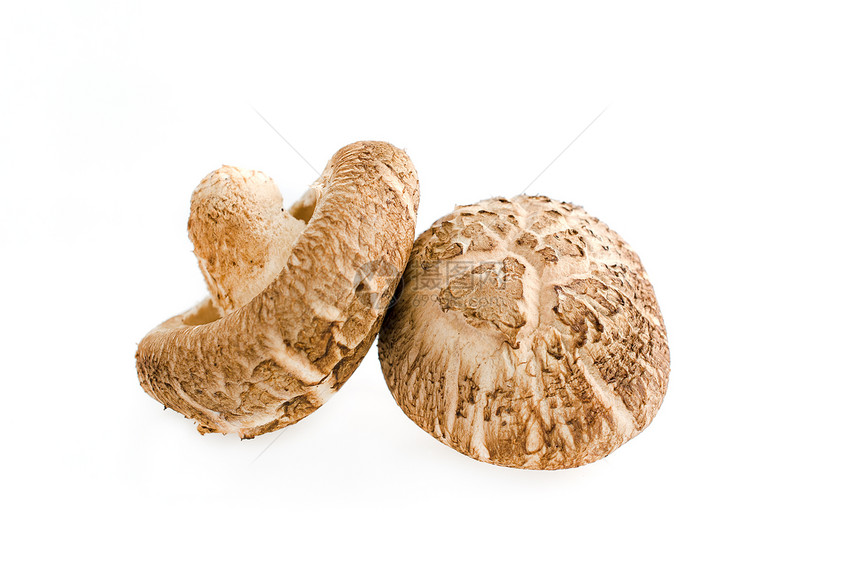 白上隔离的芝麻蘑菇图片