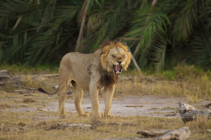 萨凡纳的狮子荒野男性哺乳动物大草原猎人动物食肉猫科捕食者图片