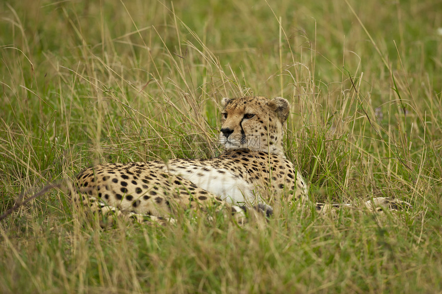 萨凡纳的Cheetah野生动物食肉哺乳动物大草原荒野毛皮捕食者动物图片