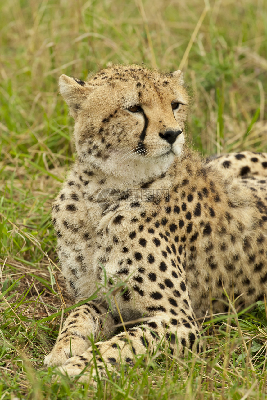 萨凡纳的Cheetah野生动物毛皮食肉动物捕食者哺乳动物荒野大草原图片