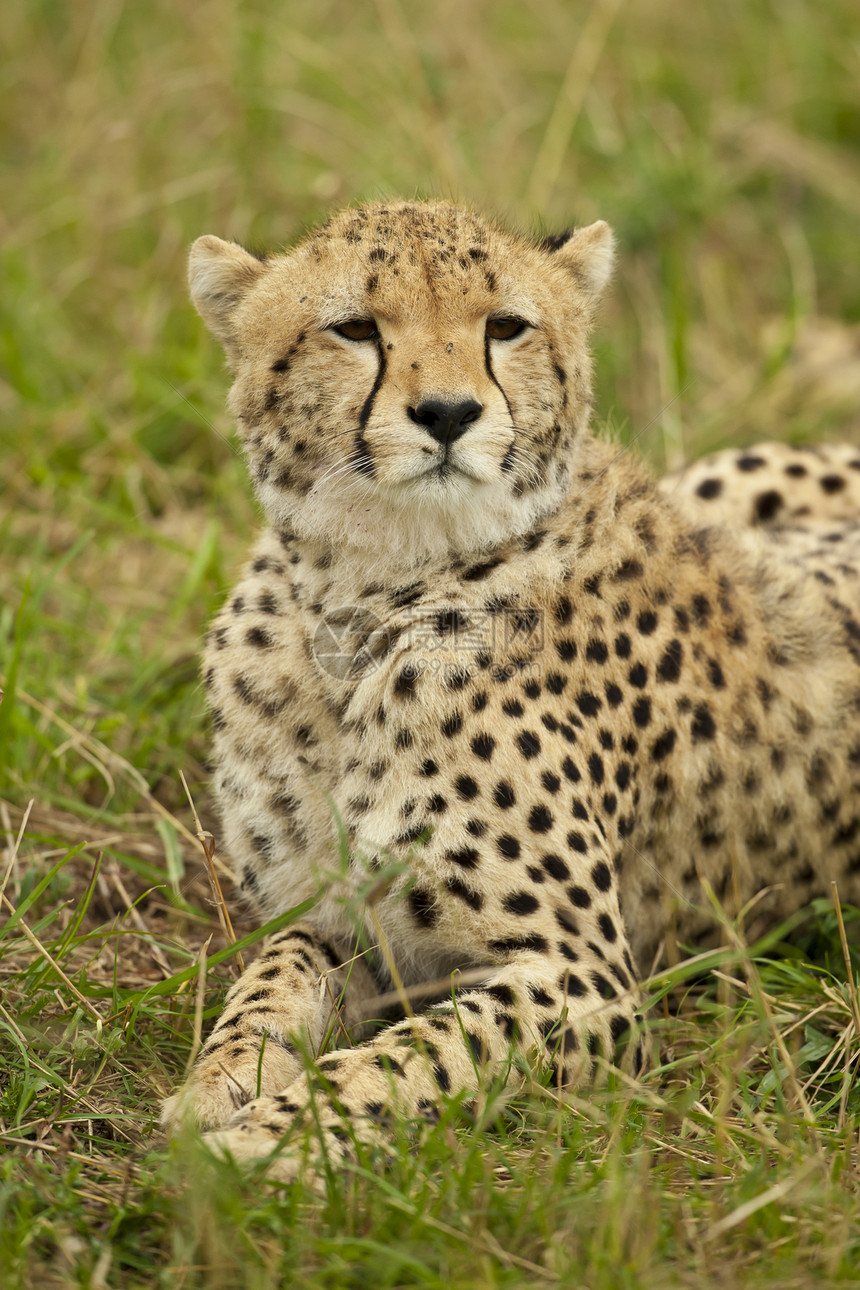 萨凡纳的Cheetah荒野毛皮哺乳动物食肉动物捕食者野生动物大草原图片