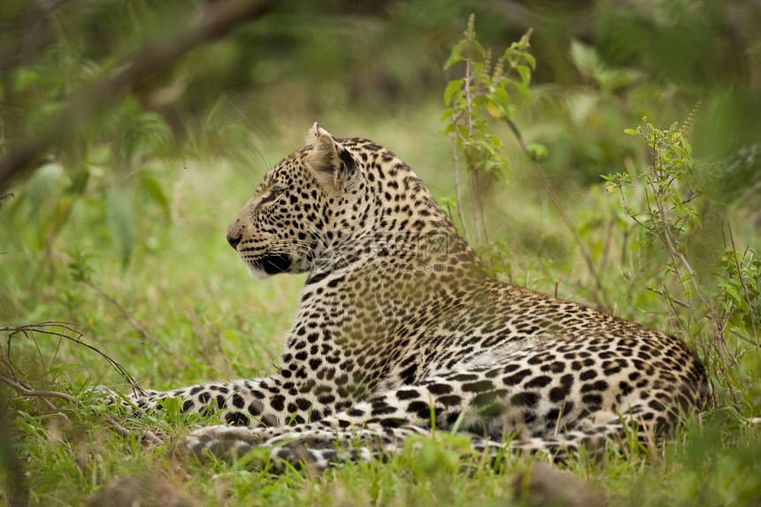 Masai马拉的豹野生动物荒野斑点捕食者食肉动物猫科猎人哺乳动物图片