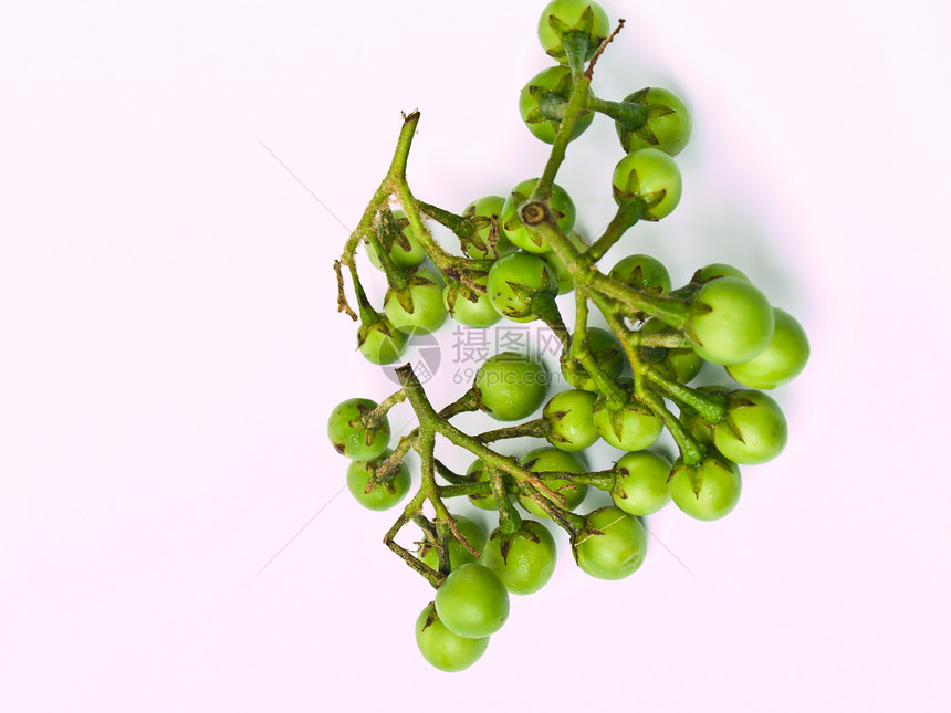 白底孤立的白色尺寸圆形绿色浆果荒野烹饪水果植物食物图片