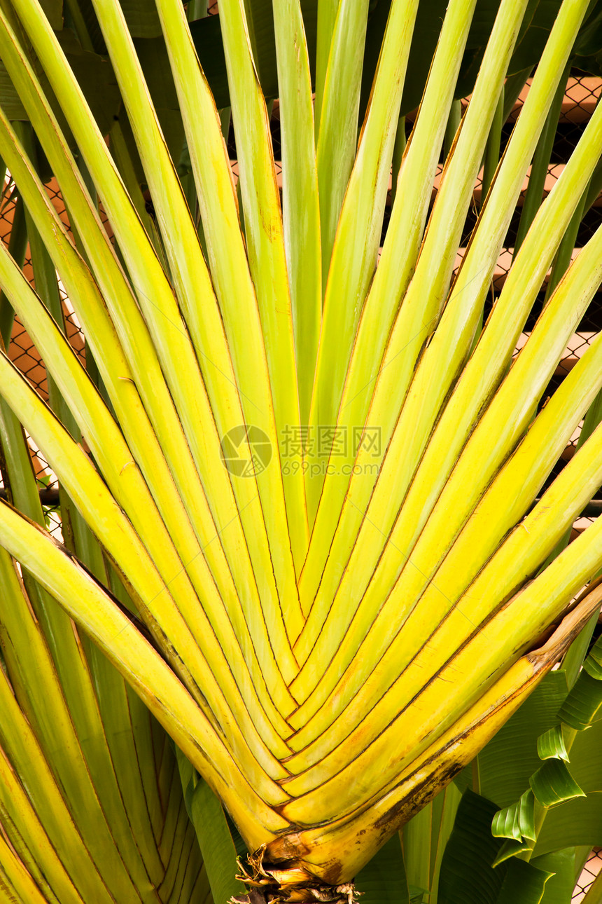 香蕉粉丝离开线胡子皮肤绿色叶子肉质树干热带植物生长扇子图片