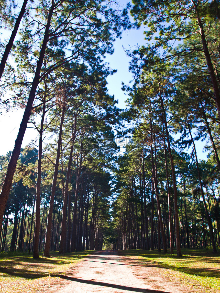 穿过高松树森林的路径阳光农村晴天荒野林地公园松树国家植物季节图片