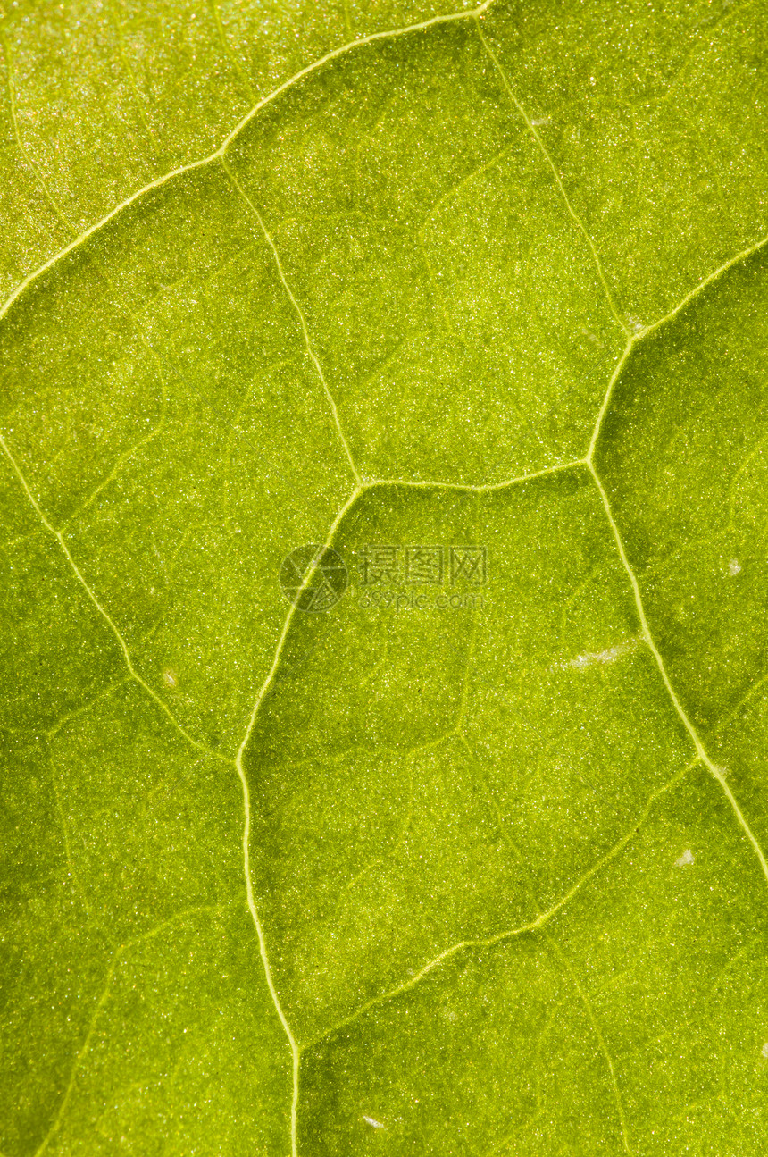 叶皮血管植物叶子绿色宏观花园静脉图片