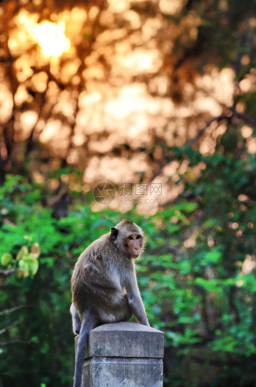 猴子野生动物坐在日落背景的柱子上哺乳动物动物园丛林头发热带荒野森林猕猴婴儿生活图片