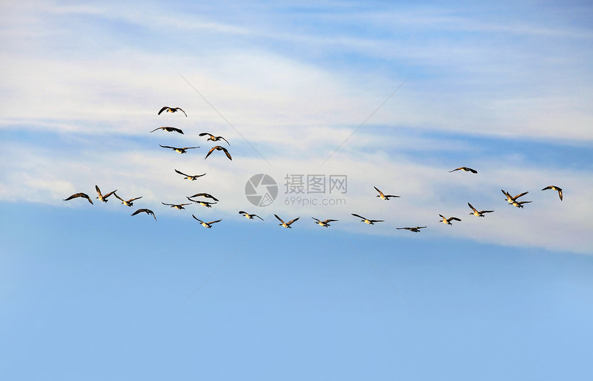 鹅飞行小组鸟类狩猎黑雁天空蓝色团体水禽湿地池塘航班图片