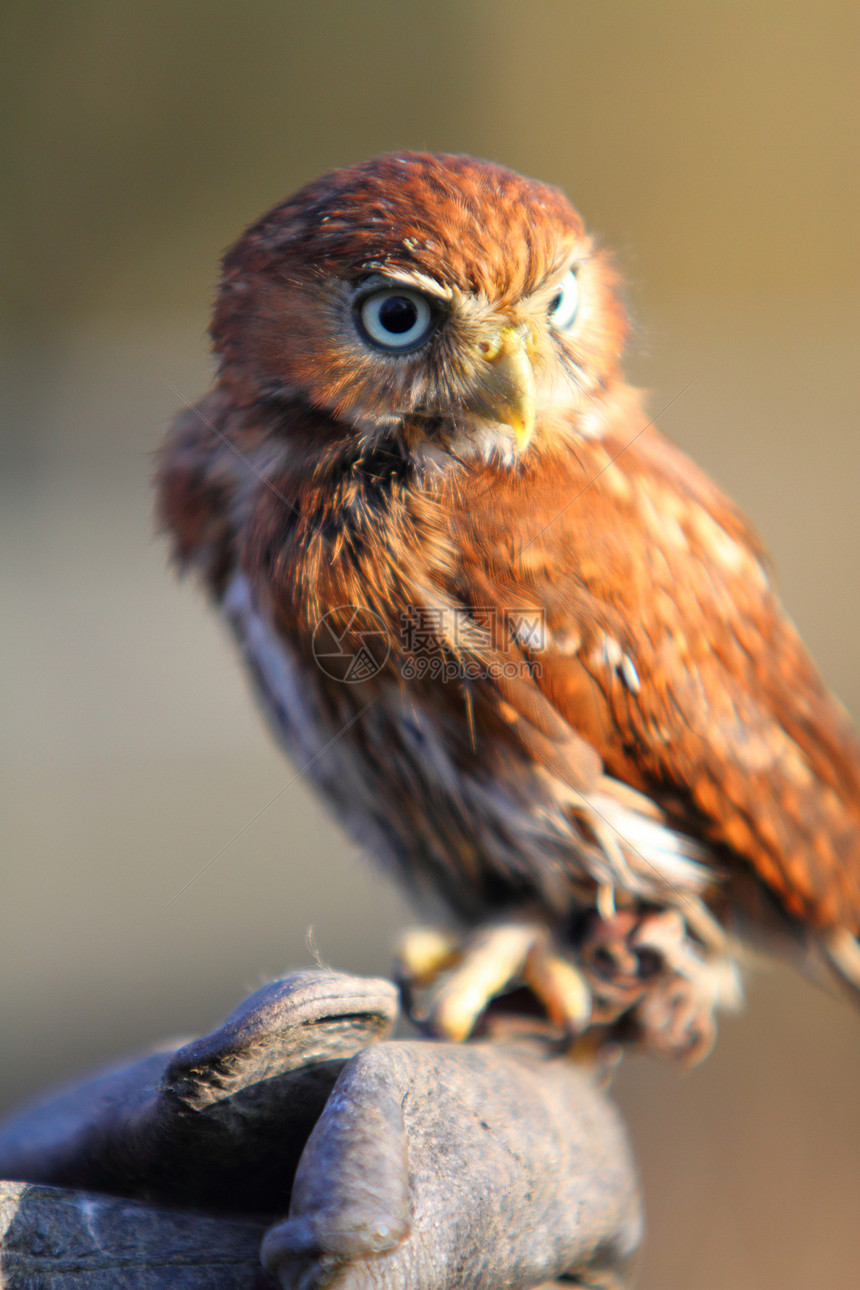 俾格米猫头鹰捕食者利爪侏儒账单眼睛野生动物羽毛图片