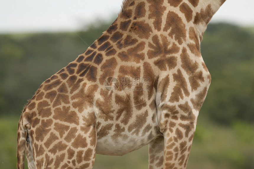 Giraffe 纹理哺乳动物大草原荒野野生动物动物食草斑点皮肤脖子斑纹图片