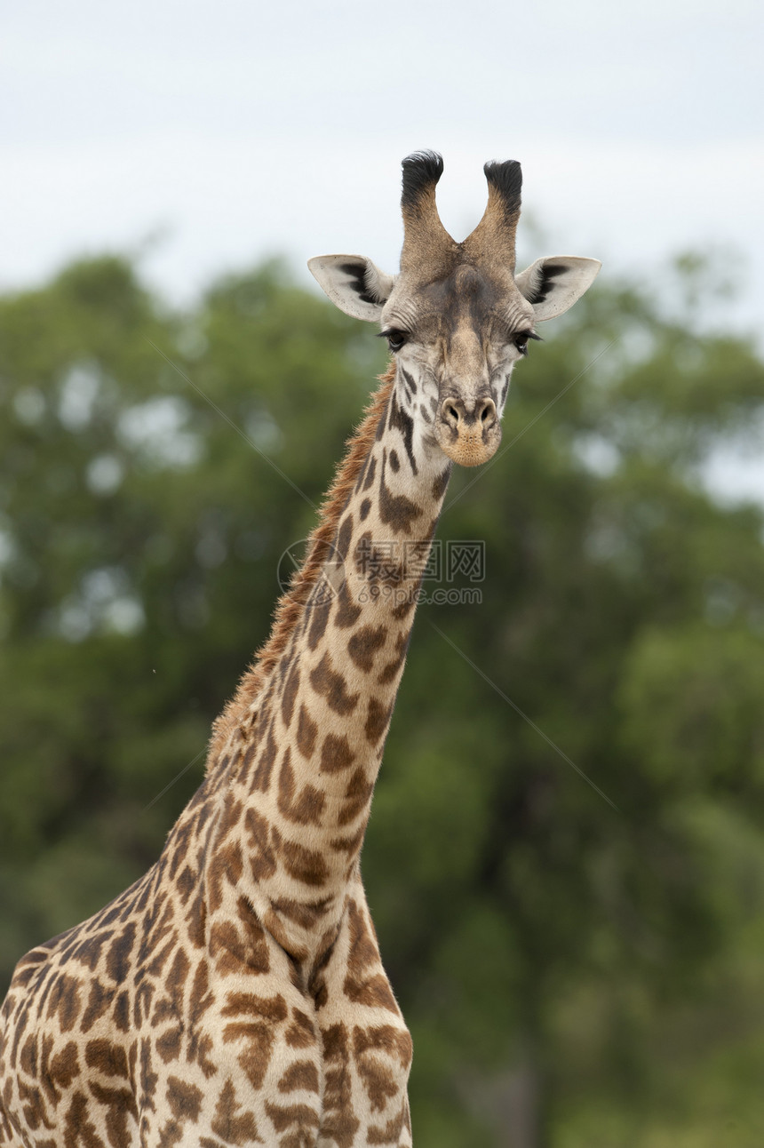 Giraffe 的缝合斑纹大草原野生动物食草哺乳动物荒野斑点动物脖子图片