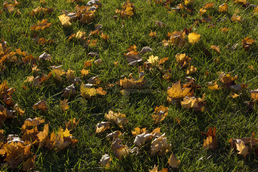 干叶公园棕色叶子季节季节性白色植物灰色水晶美丽图片