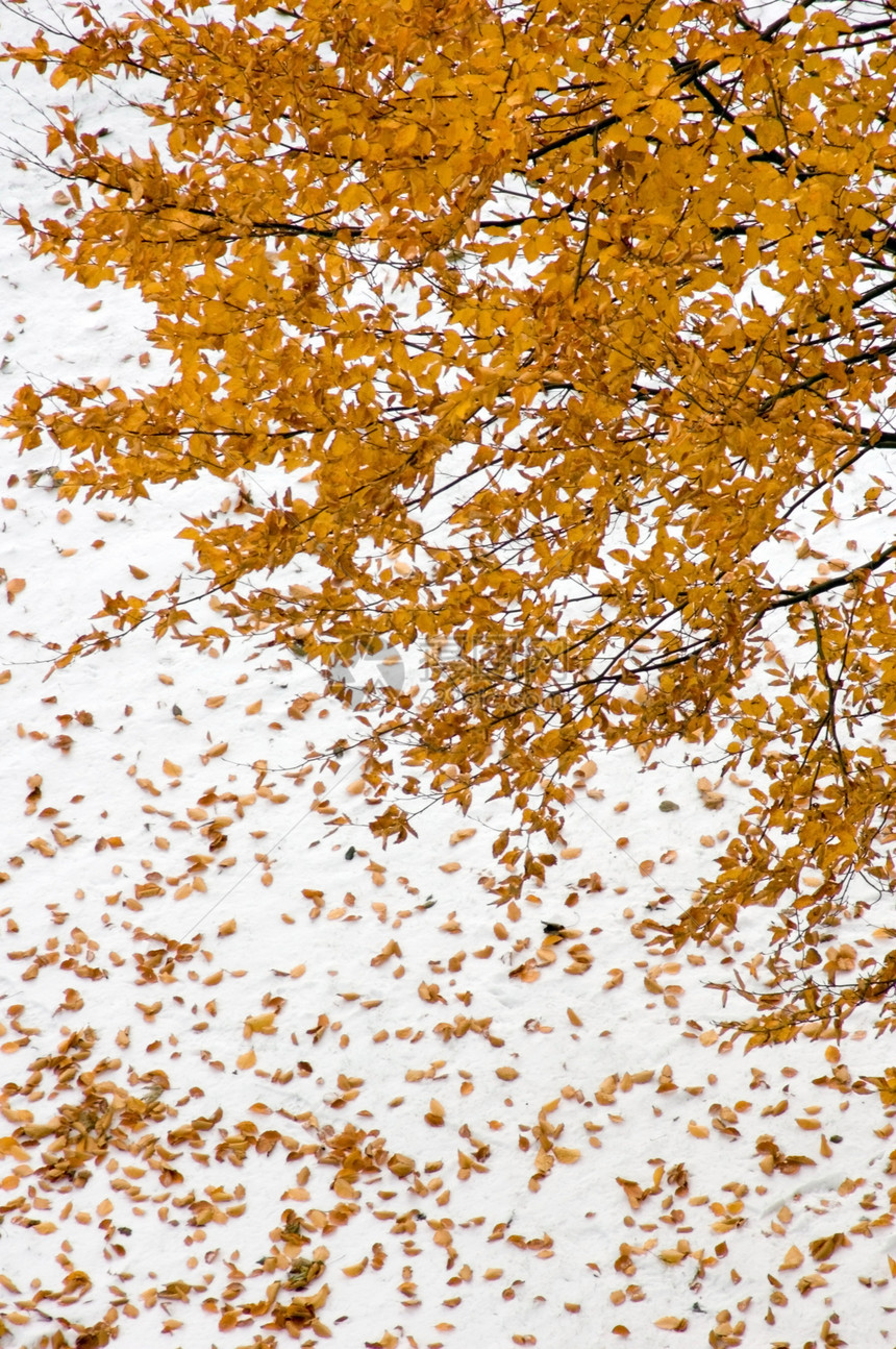 花木树树叶季节白色飞鸟活动图片