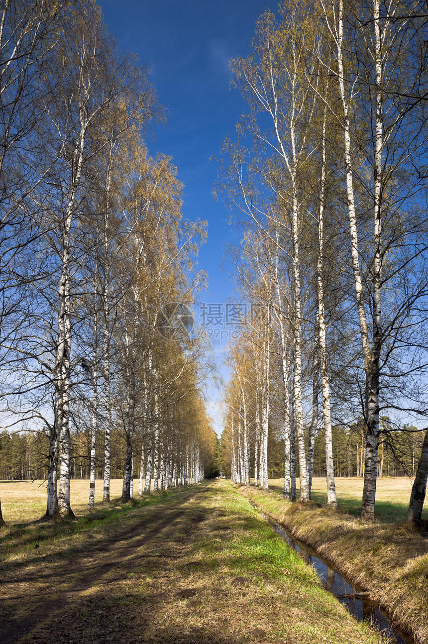 Birch小巷树木露天风景地面公园阳光天空分支机构森林绿色图片