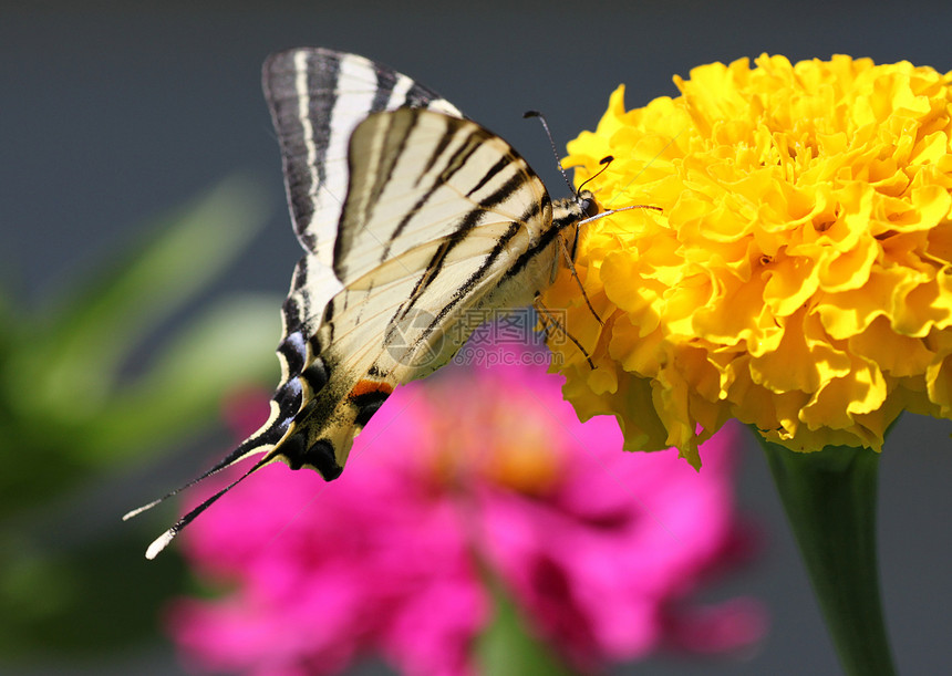 蝴蝶在马龙上燕尾翅膀白色植物群粉色黄色宏观动物动物群万寿菊图片