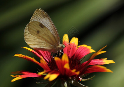 菜粉蝶蝴蝶坐落在石器上白色宏观红色昆虫翅膀绿色动物群动物黑色植物群背景