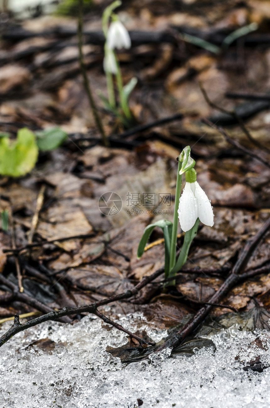 雪莲花季节森林团体唤醒叶子植物背景水晶白色植物群图片