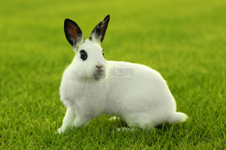 草丛中的白兔子兔户外野生动物爪子宠物头发农场耳朵荒野说谎毛皮居住图片